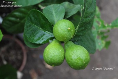 C. limon Peretta1 - 